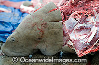 Dugong traditional hunting rights Photo - Gary Bell