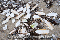 Cuttlefish bones Photo - Gary Bell