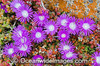 Pig Face Disphyma crassifolium Photo - Gary Bell