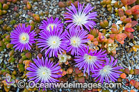 Pig Face Disphyma crassifolium Photo - Gary Bell