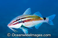 Black-spot Goatfish being cleaned Photo - Gary Bell