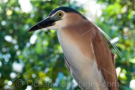 Night Heron Nycticorax caledonicus photo Night Heron Nycticorax caledonicus photo