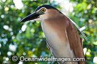 Night Heron Nycticorax caledonicus Photo - Gary Bell
