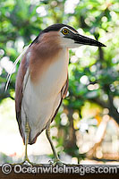 Nankeen Heron Nycticorax caledonicus Photo - Gary Bell