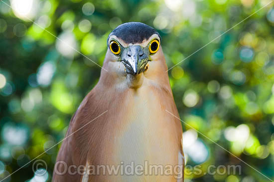 Rufous Night Heron Nycticorax caledonicus photo Rufous Night Heron Nycticorax caledonicus photo