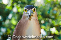 Rufous Night Heron Nycticorax caledonicus Photo - Gary Bell