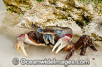 Crab Cardisoma carnifex Cocos Island Photo - Gary Bell