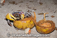 Crab Cardisoma carnifex Cocos Island Photo - Gary Bell