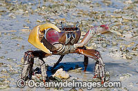 Crab Cardisoma carnifex Photo - Gary Bell