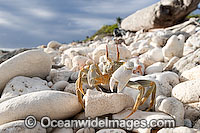 Horn-eyed Ghost Crab Cocos Island Photo - Gary Bell