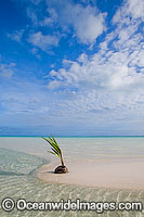 Coconut tropical beach Cocos Islands Photo - Gary Bell