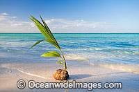 Coconut tropical beach Cocos Islands Photo - Gary Bell