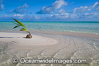 Coconut tropical beach Cocos Islands Photo - Gary Bell