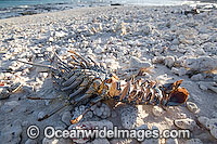 Coral Shell Cocos Islands Photo - Gary Bell