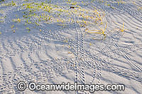 Red Hermit Crab tracks Photo - Gary Bell