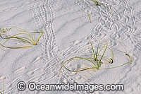 Red Hermit Crab Coenobita perlata tracks Photo - Gary Bell