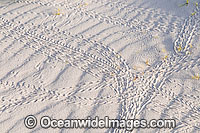 Red Hermit Crab tracks in sand Photo - Gary Bell