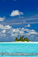 Tropical island coconut palms Photo - Gary Bell