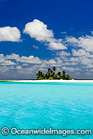 Tropical island coconut palms Photo - Gary Bell