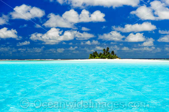 island coconut palms photo island coconut palms photo