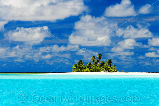 island coconut palms photo island coconut palms photo