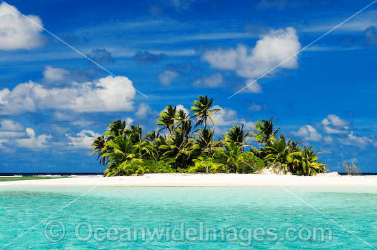 island coconut palms photo