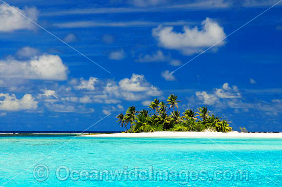 Tropical island coconut palms photo Tropical island coconut palms photo