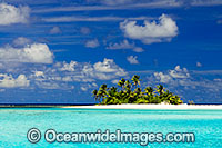 Tropical island coconut palms Photo - Gary Bell