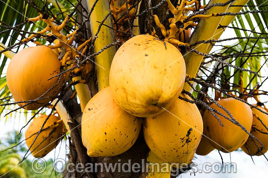 Coconut Palm Fruit photo Coconut Palm Fruit photo