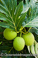 Breadfruit Photo - Gary Bell