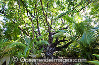Ballnut tree Calophyllum Inophyllum Photo - Gary Bell