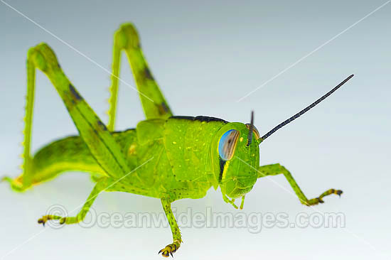 Giant Grasshopper Valanga irregularis photo Giant Grasshopper Valanga irregularis photo