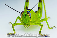 Giant Grasshopper Valanga irregularis Photo - Gary Bell