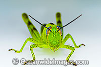 Giant Grasshopper Valanga irregularis Photo - Gary Bell