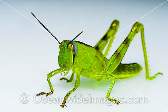 Giant Grasshopper Valanga irregularis photo Giant Grasshopper Valanga irregularis photo