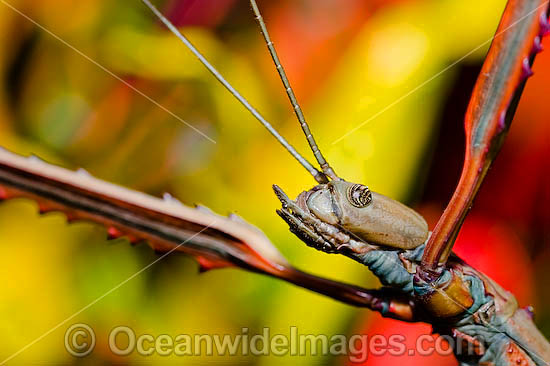 Titan Stick Insect Acrophylla titan photo Titan Stick Insect Acrophylla titan photo