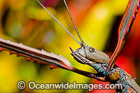 Titan Stick Insect Acrophylla titan Photo - Gary Bell