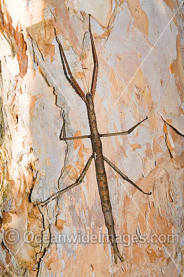 Titan Stick Insect Acrophylla titan photo Titan Stick Insect Acrophylla titan photo