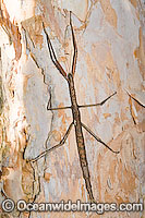 Titan Stick Insect Acrophylla titan Photo - Gary Bell