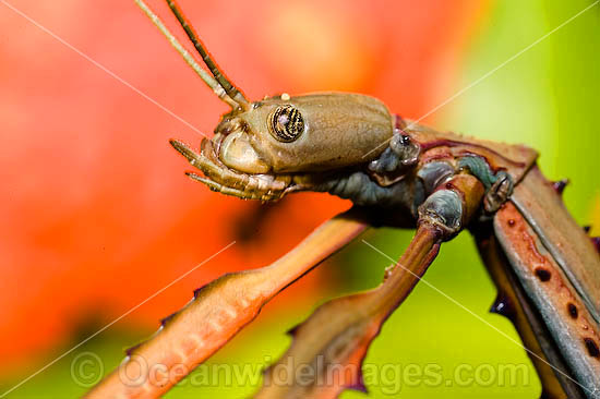 Great Brown Stick Insect photo Great Brown Stick Insect photo