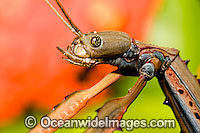 Great Brown Stick Insect Photo - Gary Bell