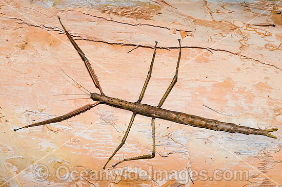 Great Brown Phasma Stick Insect photo Great Brown Phasma Stick Insect photo