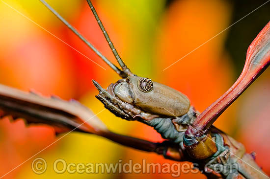 Great Brown Phasma Stick Insect photo Great Brown Phasma Stick Insect photo