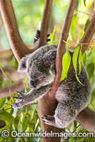 Koala Phascolarctos cinereus Photo - Gary Bell