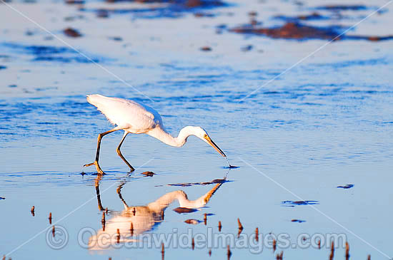 Intermediate Egret Ardea intermedia photo Intermediate Egret Ardea intermedia photo