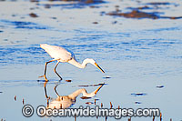 Intermediate Egret Ardea intermedia Photo - Gary Bell