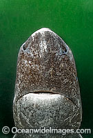 Greenland Shark Photo - Andy Murch