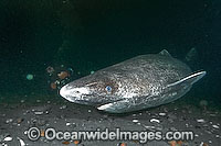 Greenland Shark Somniosus microcephalus Photo - Andy Murch
