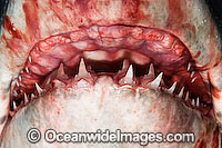 Porbeagle Shark jaw Photo - Andy Murch