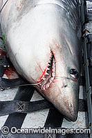 Porbeagle Shark Lamna nasus Photo - Andy Murch